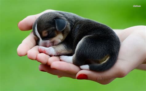 Just Born Teacup Beagle Puppy Beagle Puppy