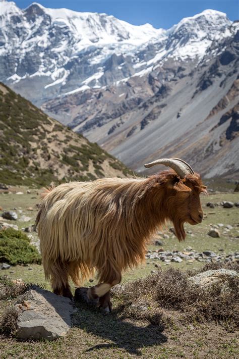 Get pet goat at best price from pet goat sellers & suppliers in india. Cute Male and Female Pet Goat Names You'll Surely Love ...