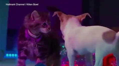 Puppies Vs Kittens Up For Adoption Play American Football On Tv Metro