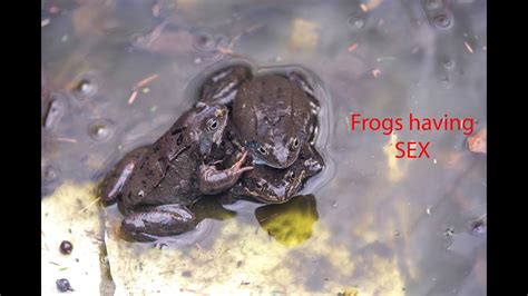 How Frogs Having Sex Youtube