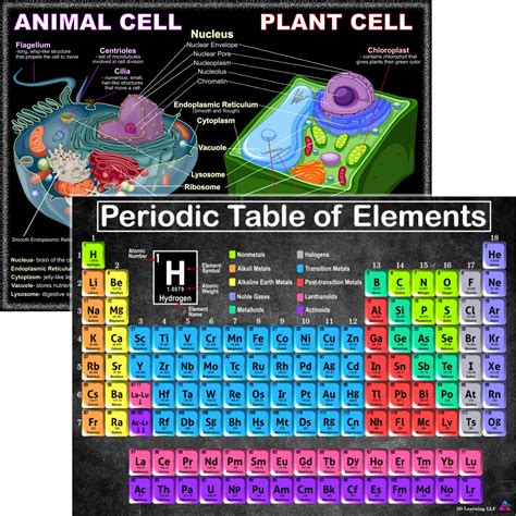 Buy Periodic Table And Cells Science S Laminated 14x195