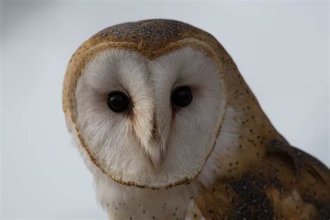 This Is Another Picture Of The Beautiful Barn Owl From Natures