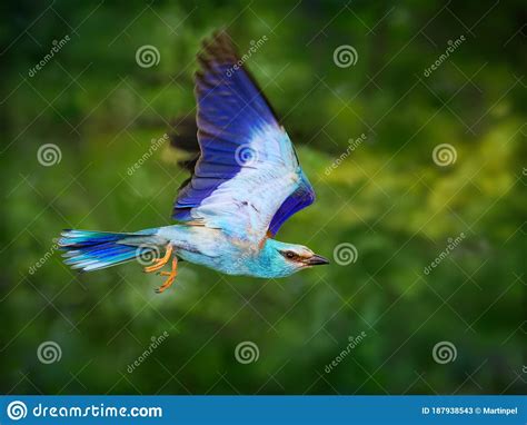 European Roller Coracias Garrulus Is Flying Blue Bird Breeding In