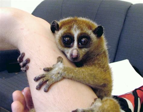 Exotic Pets The Slow Loris The Real Owner