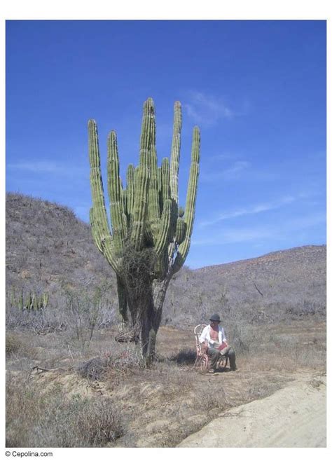 Desde anuncios en redes sociales hasta vallas publicitarias, presentaciones en powerpoint y largometrajes, eres libre de modificar, redimensionar y personalizar todos los archivos de istock. Fotografía Cáctus en el desierto - Img 8379