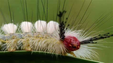 Photographed by acclaimed wildlife photographer and writer, dr. White Marked Tussock Moth Caterpillar: The Mick: Galleries ...
