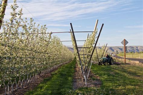 Apple Orchards Vertical Axis Orchard System Selah Eastern Washington Yakima County