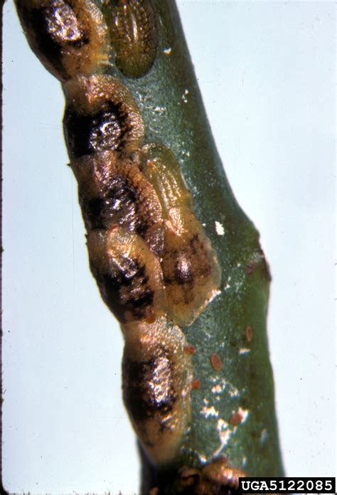 Brown Soft Scale Coccus Hesperidum