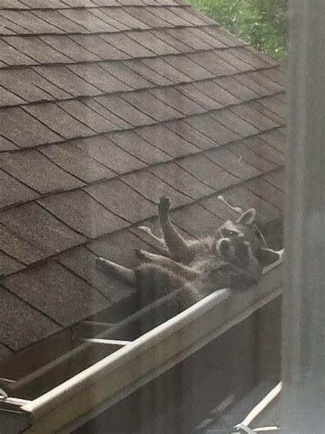 My Sister Sent Me This Pic Of A Raccoon On Her Neighbors Roof Raww