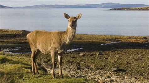 Mystery Voyage Of Scottish Islands Red Deer Bbc News