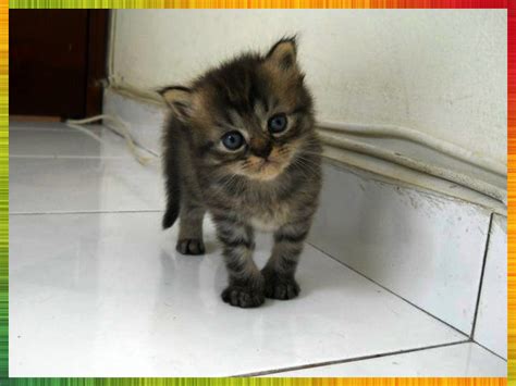 Jual kitten kucing persia jantan longhair warna red & white bicolor. KUCING PARSI UNTUK DIJUAL: Hendrix (SOLD)
