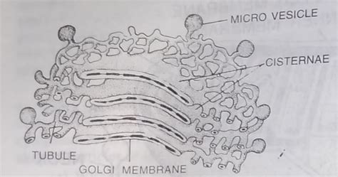 In the plant cells, these stacks are usually found as individuals, called dictyosome. Dictyosomes (Golgi apparatus in animal cells)- Golgi body ...