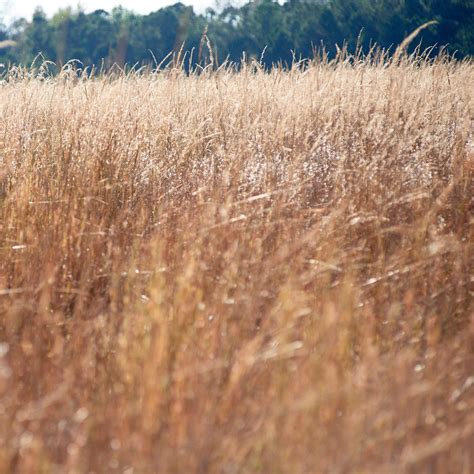 Warm Season Native Grasses Garrett Seed North Carolina