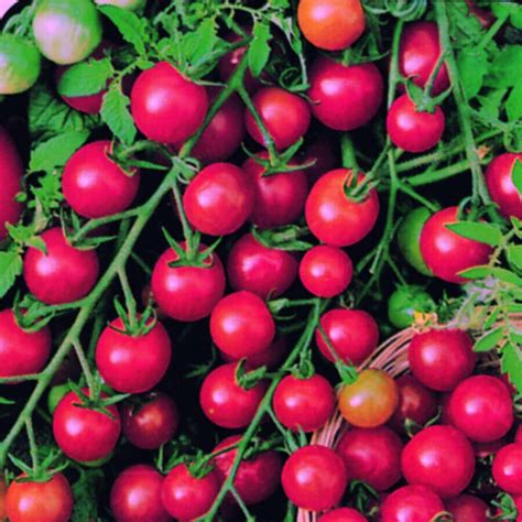 Sweetie Cherry Tomato Seeds 2350 Osc Seeds