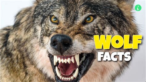 Wolf Facts Top 10 Facts About Wolves Infohifi In 2022 Facts About