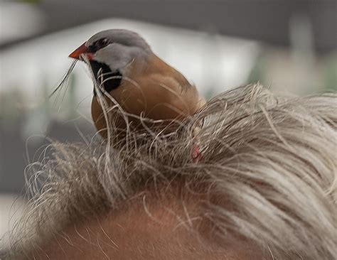 Bird In My Hair Photograph By Edelberto Cabrera