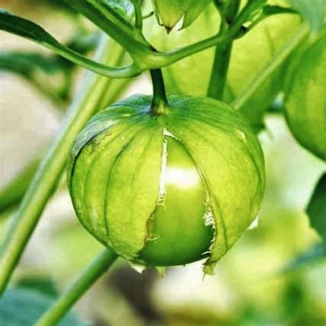 Toma Verde Tomatillo Seeds Organic Nongmo Heirloom Mexican Etsy
