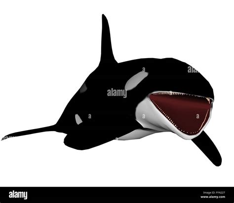 Orcinus Orca Mouth Hi Res Stock Photography And Images Alamy