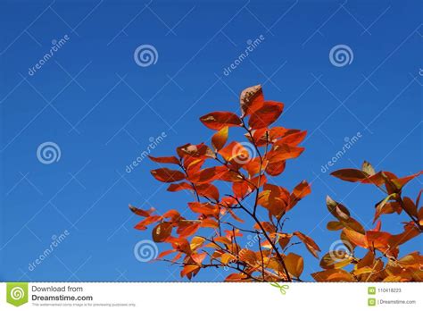 Contrasts In Nature Red Leaves And Blue Sky Stock Image Image Of