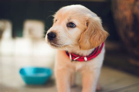 4 Tips Voor Een Goede Hondennaam Puppys En Meer Hondenhoek Blog