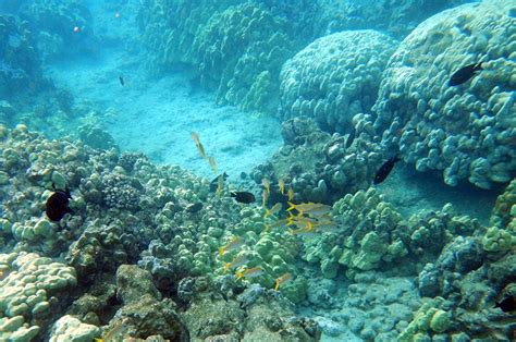 Hawaiis Coral Reefs And Reef Preservation Hawaiian Airlines
