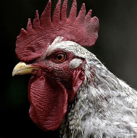 Free Stock Photo Of Beak Blur Chicken