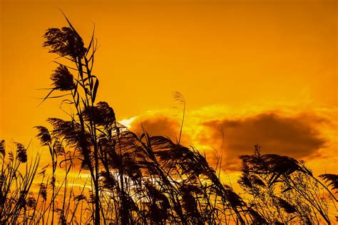 Download Free Photo Of Reedssunsetskynatureevening From