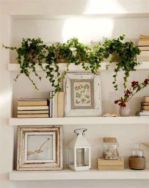 16 Plantas Ornamentales De Interior Hermosas Y Fáciles De Mantener