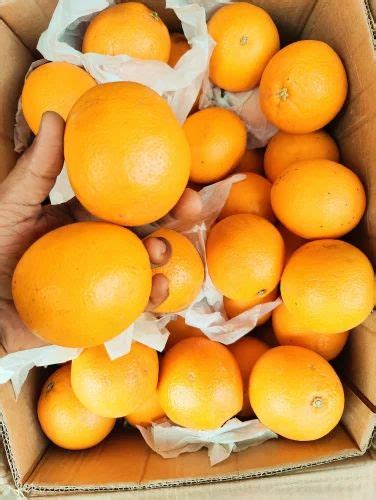 A Grade Maharashtra Malta Orange Packaging Type Carton At Rs 1400box