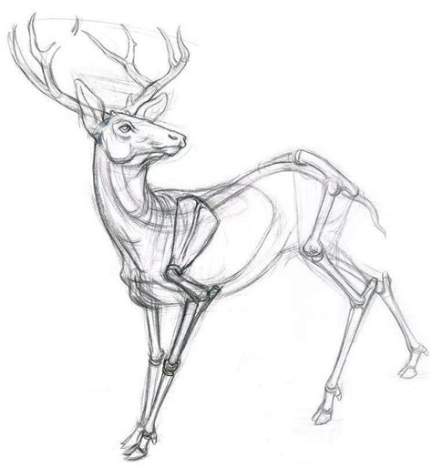 Pin By はなび On Drawing ~ Tutorials ~ Reference Deer Drawing Animal