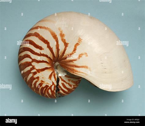 Shell Of Nautilus Pompilius Marine Cephalopod Living Fossil Stock