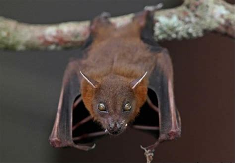 Feeding Habit Of Malaysian Fruit Bats Asia Research News