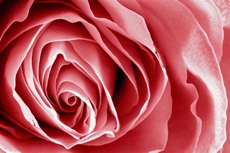 Free Photo Pink Rose Macro Hdr Backdrop Natural Nature Free