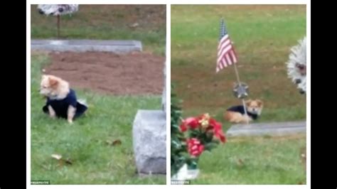 Heartbreaking Moment Of Dog Refusing To Leave Owners Grave I Try Not