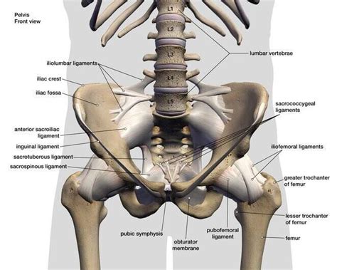 Tight quad muscles may be underlying your back pain. Tight Muscles In Lower Back And Hip Area : Psoas Talk With ...