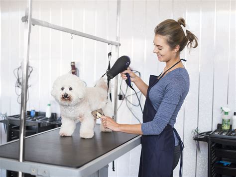 Dog Grooming De Queen Ar at Aaron ber blog