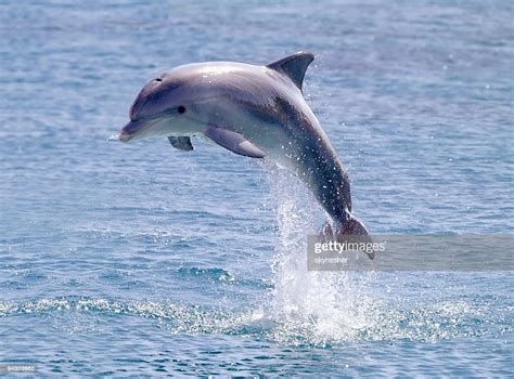 Dolphin Jump Out Of The Water In Sea High Res Stock Photo Getty Images