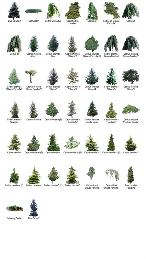 Cedar Tree Identification Guide