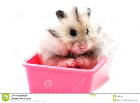 Syrian Hamster 1 Stock Photo Image Of Mice Concept Funny 5922704