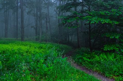 Path In Misty Green Forest Hd Wallpaper Background Image 1920x1271