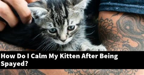 How Do I Calm My Kitten After Being Spayed Catstopics