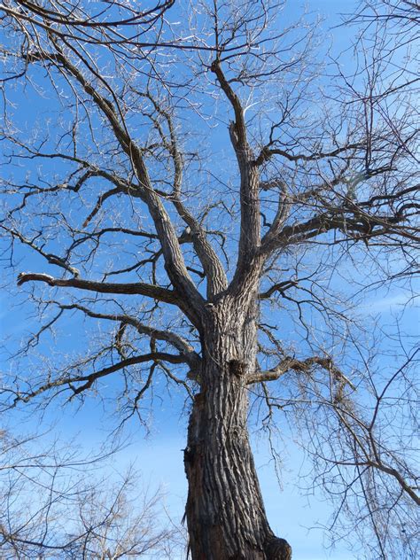 Maryland Biodiversity Project Eastern Cottonwood Populus Deltoides