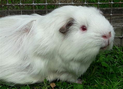 Pin On Guinea Pig Love