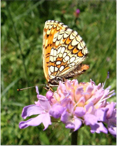 Sweet Nectar On The Menu Butterfly On Shining Scabious Sc Flickr