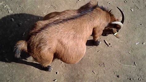 Very Pregnant Pygmy Goat Youtube