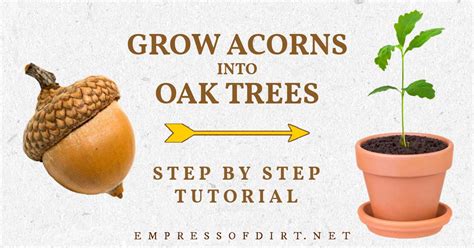 How To Grow An Oak Tree From An Acorn Step By Step