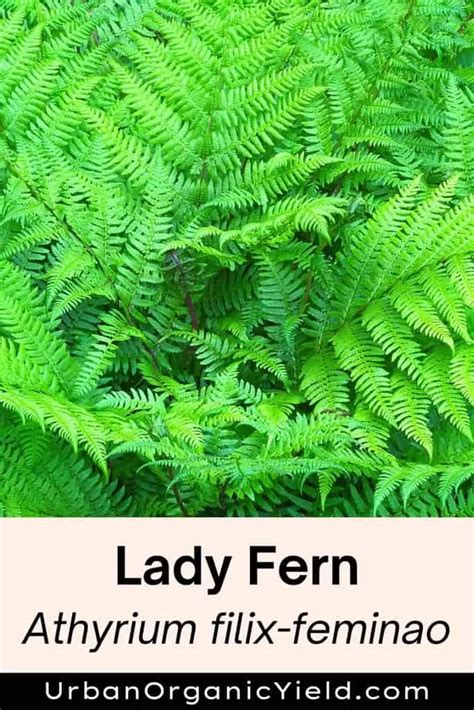 23 Types Of Ferns To Grow Indoors Or Outside
