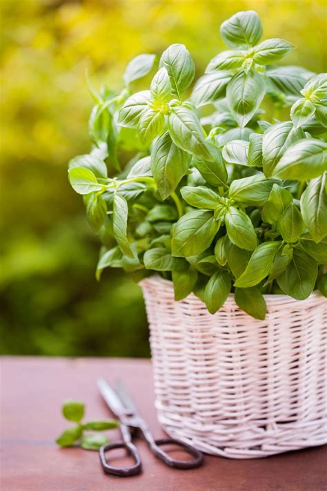 Basil Plant Care How To Grow Harvest And Tend To Your Basil Herb