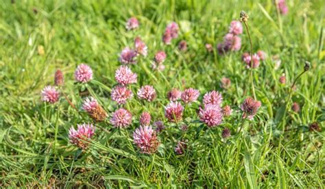 How To Plant And Care For Red Clovers Seasonal Cornucopia