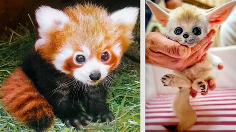 Cute Baby Animals In Costumes